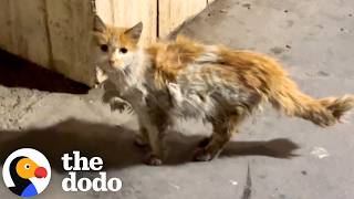 matted stray cat keeps going pharmacy until she finds help