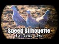 40 Pigeons in 8 Minutes - Speed Silo in Real Life!