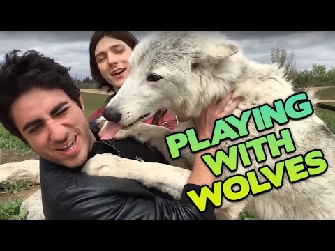 Playing With Wolves