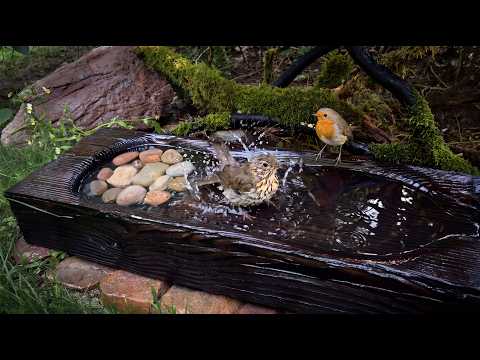I Left My Camera for 3 Hours… This Is What a Real Forest Spa Looks Like!