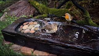 I Filmed This Bird Spa for 3 Hours on a Hot Day… and Look Who Came!
