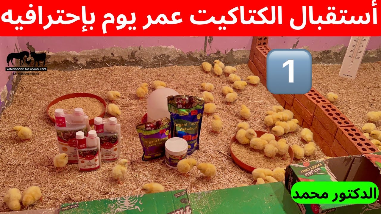 أستقبال الكتاكيت عمر يوم بطريقه إحترافيه في الشتاء للوصول لوزن 3 كيلو في شهر