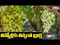 Grapes festival begins at Konda Laxman Horticulture University
