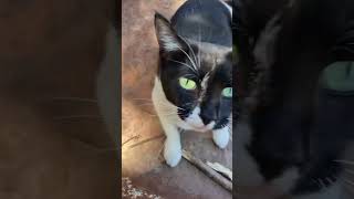 Had a visitor during yard work 💜🫶🤗 #cats #cuteanimals #funnyanimals