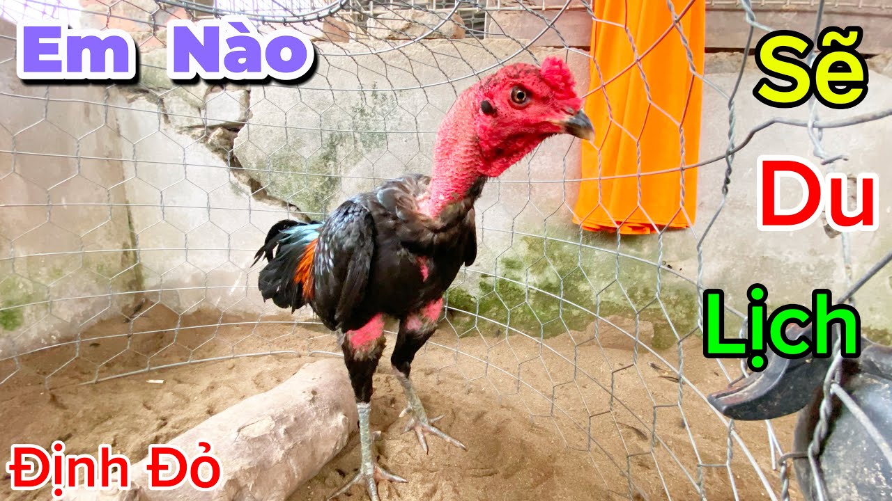 Cập Nhật Em Nào Sẽ Đi Du Lịch | Định Đỏ