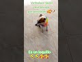 #diversion#Vethoben#Demasiadaperronalidad #perrosamor🐶🐶