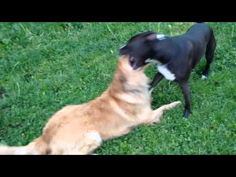 How to control rough play with dogs