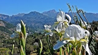 TRAVESÍA EN LA TRAMUNTANA. ETAPA: DEIÀ - SÓLLER (WEB: CASIAVENTURILLA.COM)