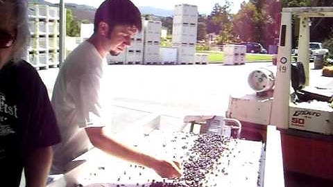 HARVEST EXCLUSIVE VIDEO, MUSCARDINI