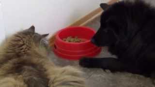 Maine Coon Buster in trench warfare about some food. by Christian Koksvik 4,850 views 9 years ago 5 minutes, 20 seconds