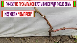 🍇 Вот почему не ПРОСЫПАЮТСЯ КУСТЫ ВИНОГРАДА после зимы? Виноград ВЫПРЕЛ? Вымерз? Не вызрел?