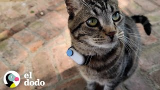 Chico le hace a su gato una cámara pequeña de collar para ver qué hace afuera | Cat Crazy | El Dodo