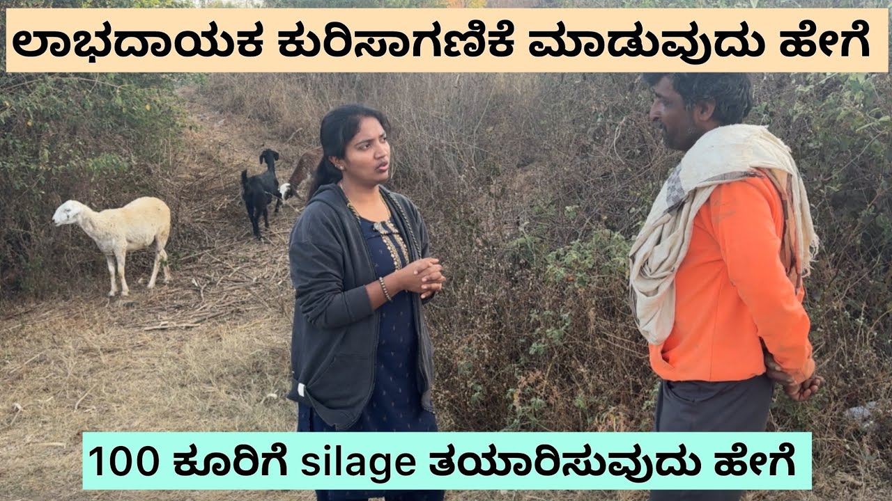 ಕುರಿ ಸಾಕಣೆ ಯಶಸ್ಸಿನ ಕಥೆ: ತಜ್ಞರ ಒಳನೋಟಗಳು ಮತ್ತು ಸಲಹೆಗಳು  #farming #agriculture 