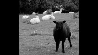 Rumi mochen - A bateng