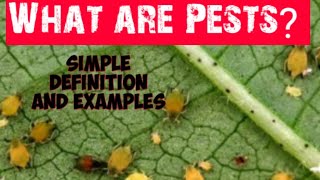 What are Pests