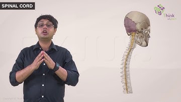 Neural Control and Coordination Class11 Biology: Spinal Cord (Ch-21) | NEET 2022 Exam Preparation