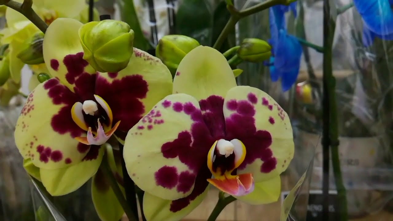 Где Купить В Ростове Орхидеи