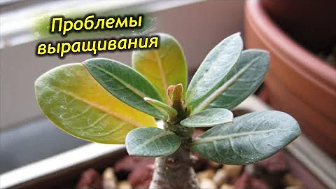 Болезни и вредители адениума.
