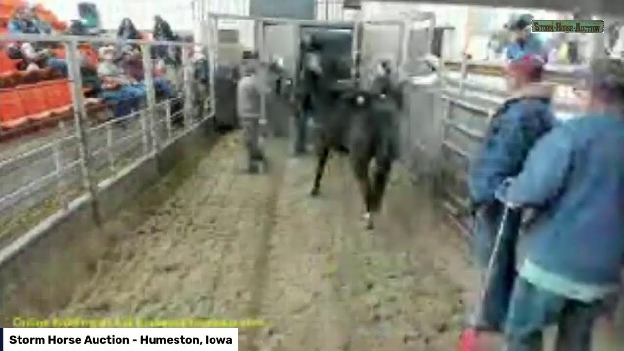 Storm Horse Auction Humeston, IA YouTube