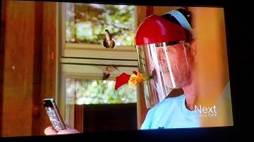 HummViewer - Hummingbird Feeder in Action!