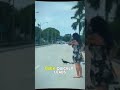 Woman Bravely Stops Busy Traffic to Save Scared Duck Family 🦆❤️ #animalrescue #shorts #kindness