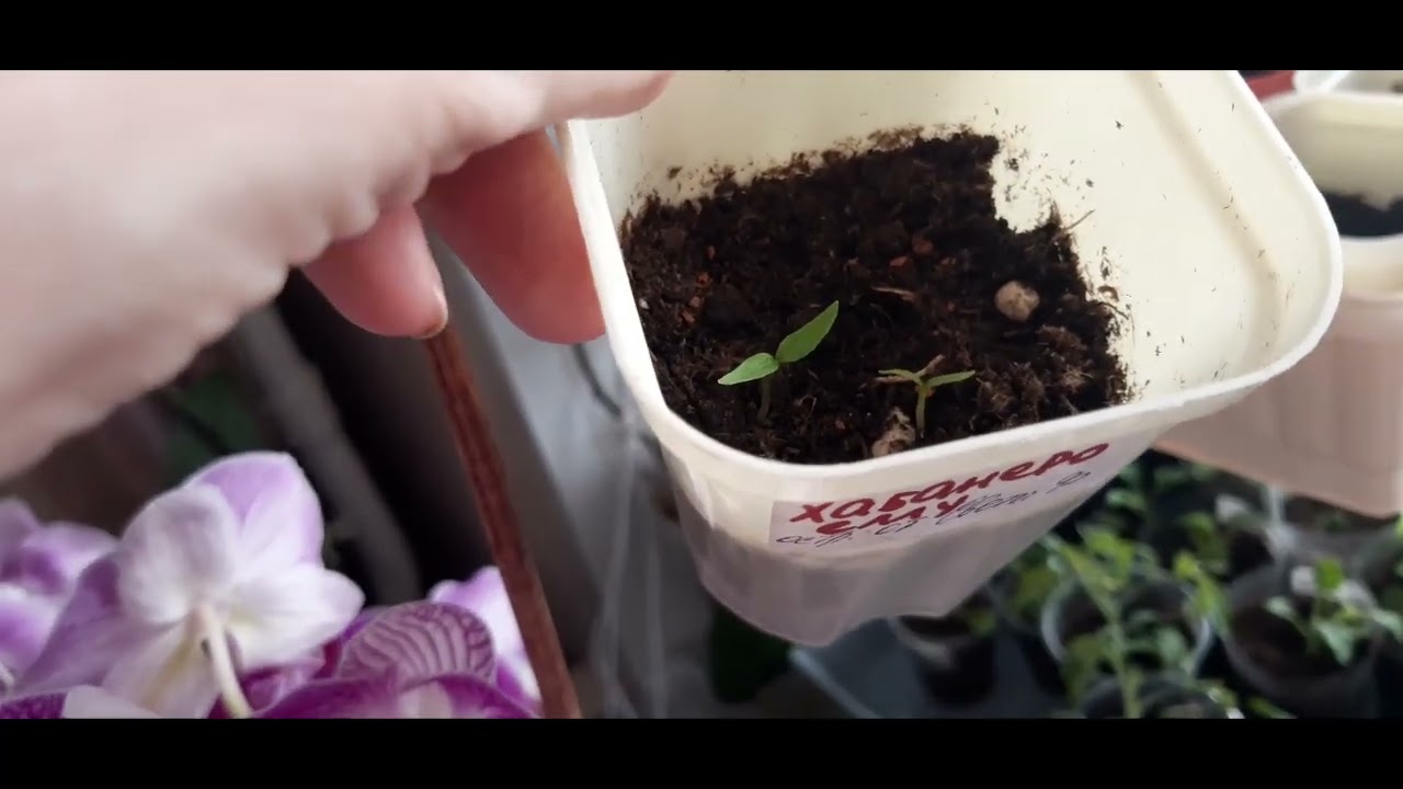 9 марта, город Иваново, обзор рассады на окне: что взошло, что не всходит, что посеяла