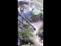 Koala chases zoo keeper and fights with a quokka