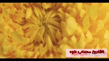 من صلاة التراويح ماتيسر من سورة النساء الحزب التاسع للقارئ محداب داود من مسجد عثمان بن عفان- حي موسى