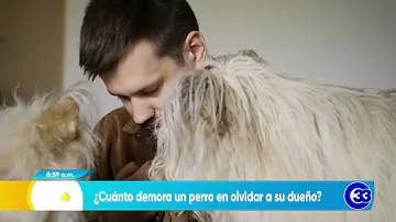 ¿Puede un perro olvidar a una persona?