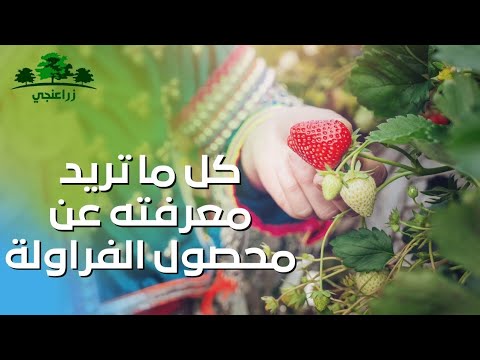 فيديو: كل ما تريد أن تعرفه عن الفراولة. الجزء الأول