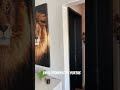 Envelopamento Decorativo