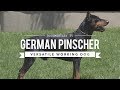 ALL ABOUT GERMAN PINSCHER: VERSATILE WORKING DOG の動画、YouTube動画。