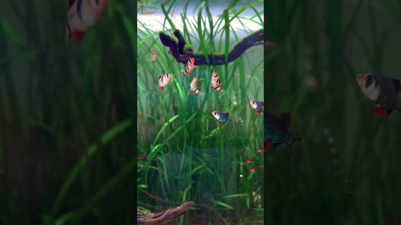 التايجر لو عندك السمك هيموت