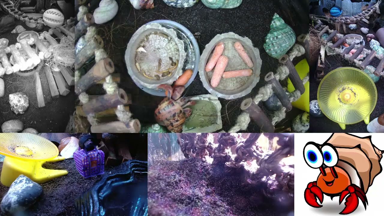 Time Lapse of 24x7 Hermit Crab Live Stream January 18th - January 19th 2026 (30x)