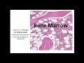 Histology of bone marrow tutorial