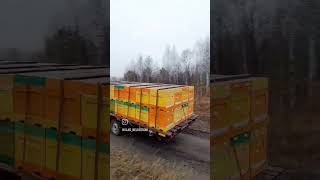 Перевозим таким образом до 224 отводков, по два в каждом улье.