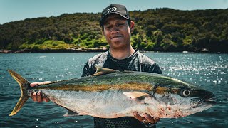 Yellowtail Kingfish Sydney Offshore reef - 20 Saltiga vs Metrey Plus Kingie