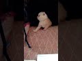 😺Изучаем окружение 😺