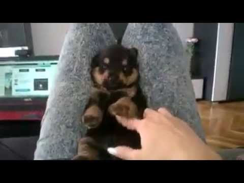 Rottweiler puppy petco hours