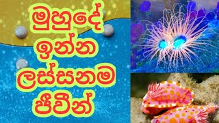 මුහුදේ ඉන්න ලස්සන ම ජීවීන් 10 දෙනා| most beautiful sea creatures