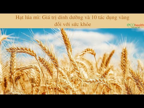 Video: Thông tin trồng lúa mì: Mẹo chăm sóc hạt lúa mì ở sân sau