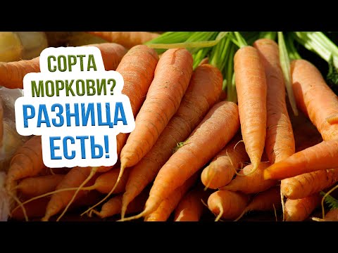 Лучшие сорта моркови для хранения. Какие сорта моркови лучше хранятся?