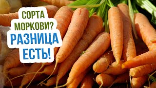 Лучшие сорта моркови для хранения. Какие сорта моркови лучше хранятся?