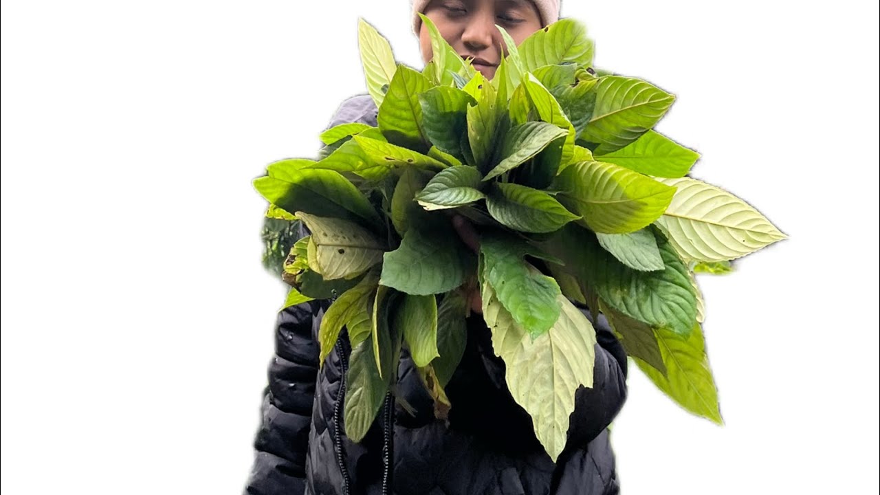 Vegetable hunting from jungle