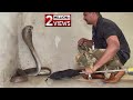 नाग मनी का काला सच, जानने के लिए पूरा वीडियो देखिए | Rescue cobra snake from Ahmednagar, india