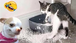 Funny Cat Videos of 2024 😍 YOU LAUGH YOU LOSE #14