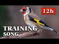 Goldfinch the best singing  12h training song