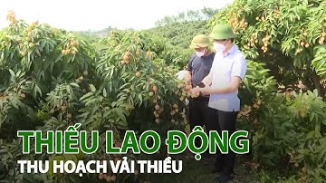 Bắc Giang thiếu lao động thu hoạch vải thiều| VTC14