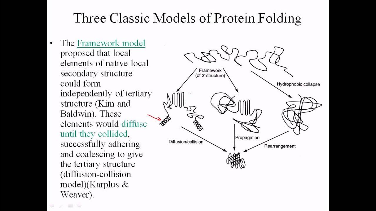 Framework model of protein folding YouTube