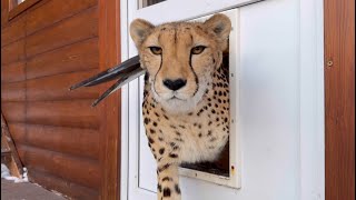 Gerda the cheetah wakes up beautifully! Her love for Masha makes her wake up and go for a walk